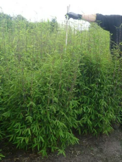 Fargesia Nitida - Neue Saat - Glänzender Schirm-Bambus -Juliana Verkäufe glaenzender schirm bambus 1280x1280