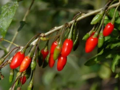 Goji-Beere 'Sweet Lifeberry' (Lycium Barbarum)