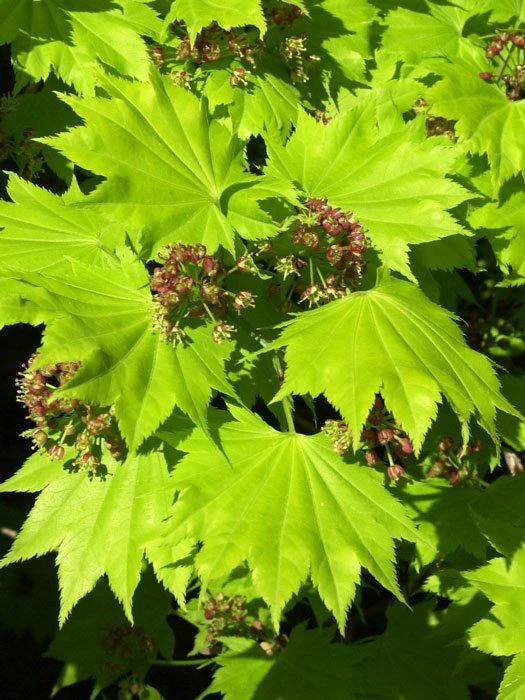 Acer Shirasawanum 'Aureum', Japanischer Goldahorn 1 Acer Shirasawanum 'Aureum', Japanischer Goldahorn