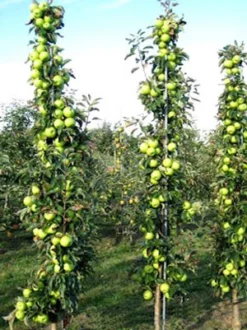 Säulenapfel 'Greencats' ® -Juliana Verkäufe greencats 78624 2 1280x1280