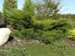 Juniperus Media (pfitzeriana) 'Mint Julep', Grüner Strauchwacholder -Juliana Verkäufe gruener strauchwacholder 1280x1280