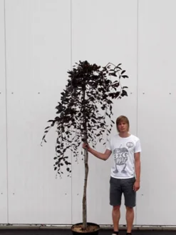 Fagus Sylvatica 'Purpurea Pendula', Schwarzrote Hängeblutbuche - Hochstamm -Juliana Verkäufe haengeblutbuche hochstamm 1280x1280