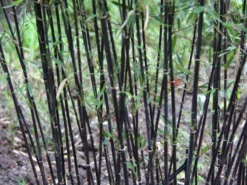 Fargesia Jiuzhaigou 'Deep Purple', Jade Bambus, Rothalmiger Schirm-Bambus -Juliana Verkäufe halme schatten deep purple 1280x1280