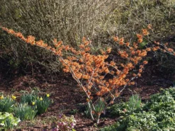 Hamamelis Intermedia 'Aphrodite', Zaubernuss -Juliana Verkäufe hamamelis aphrodite 1280x1280