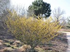 Hamamelis Intermedia 'Arnold Promise', Zaubernuss -Juliana Verkäufe hamamelis arnold promise 1280x1280