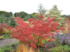 Cornus Kousa 'Satomi', Japanischer Blumenhartriegel -Juliana Verkäufe hartriegel satomi herbst 1280x1280