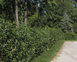 Prunus Laurocerasus Genolia® 'Mariblon', Säulenförmiger Kirschlorbeer -Juliana Verkäufe hecke genolia mariblon 1280x1280