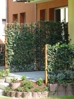 Hedera Helix 'Woerneri' - Immergrüner Efeu - XXL-Produkt -Juliana Verkäufe hedera element 1m j2 78685 3 1280x1280