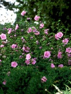 Hibiscus Syriacus 'Lavender Chiffon'®, Roseneibisch -Juliana Verkäufe hibiscus lavender chiffon 3 46227 2 1280x1280