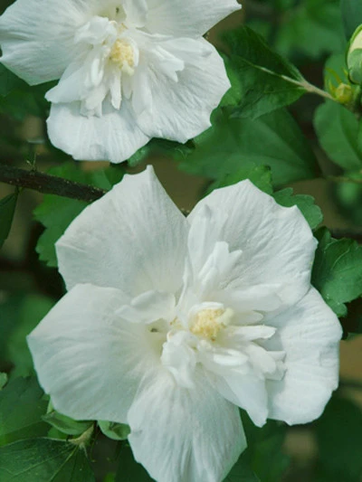 Hibiscus Syriacus 'White Chiffon'®, Roseneibisch 1 Hibiscus Syriacus 'White Chiffon'®, Roseneibisch