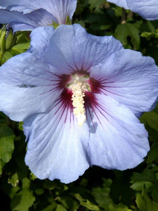 Hibiscus Syriacus 'Blue Bird', Hibiskus, Garteneibisch 1 Hibiscus Syriacus 'Blue Bird', Hibiskus, Garteneibisch
