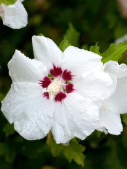 Hibiscus Syriacus 'Red Heart', Hibiskus, Garteneibisch