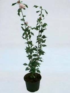 Hibiscus Syriacus 'Blue Bird', Hibiskus, Garteneibisch 5 Hibiscus Syriacus 'Blue Bird', Hibiskus, Garteneibisch -Juliana Verkäufe hibiskus topf 1280x1280