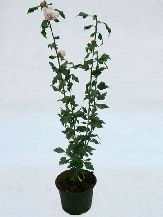 Hibiscus Syriacus 'Blue Bird', Hibiskus, Garteneibisch 3 Hibiscus Syriacus 'Blue Bird', Hibiskus, Garteneibisch – Bild 3