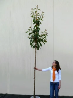 Prunus Serrulata 'Kanzan', Japanische Nelkenkirsche - Hochstamm -Juliana Verkäufe hochstamm prunus kanzan 1280x1280