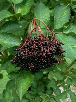 Titelseite 49 Holunder 'Haschberg'