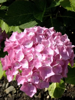 Hydrangea Macrophylla 'Bouquet Rose', Bauernhortensie