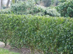 Ilex Meserveae Blue Prince, Stechpalme 5 Ilex Meserveae Blue Prince, Stechpalme -Juliana Verkäufe ilex blue prince hecke 1280x1280