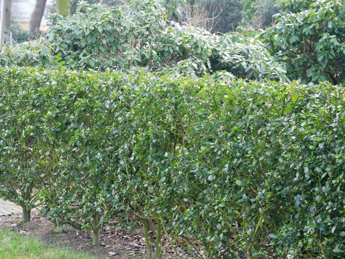 Ilex Meserveae Blue Prince, Stechpalme 3 Ilex Meserveae Blue Prince, Stechpalme – Bild 3