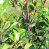 Ilex Meserveae 'Heckenstar', Stechpalme