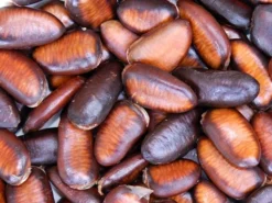 Indianerbanane (PauPau, PawPaw) 9 Indianerbanane (PauPau, PawPaw) -Juliana Verkäufe indianerbanane frucht 1280x1280