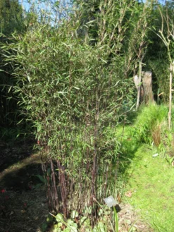 Fargesia Jiuzhaigou 'Deep Purple', Jade Bambus, Rothalmiger Schirm-Bambus -Juliana Verkäufe jade bambus deep purple 1280x1280