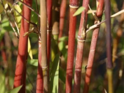 Fargesia Jiuzhaigou, Jade Bambus, Rothalmiger Schirm-Bambus -Juliana Verkäufe jade bambus 1280x1280