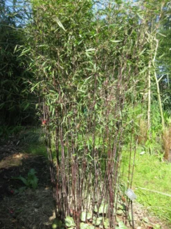 Fargesia Jiuzhaigou 'Deep Purple', Jade Bambus, Rothalmiger Schirm-Bambus