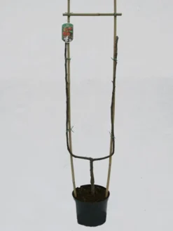 Jonagold, Apfel - U-Spalier -Juliana Verkäufe jonagold spalier 1280x1280