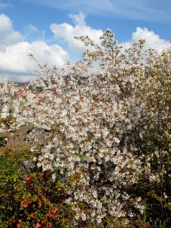 Amelanchier Laevis, Hängende/kahle Felsenbirne (Veredelung)