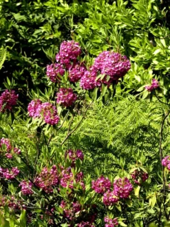 Kalmia Angustifolia 'Rubra', Berglorbeer, Lorbeerrose