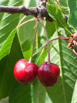 Süßkirsche Büttners Rote Knorpelkirsche