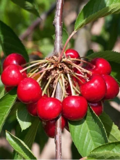 Duo-Kirschbaum - Sunburst Und Burlat -Juliana Verkäufe kirsche burlat55599f7fea783 1280x1280