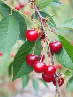 Titelseite 36 Sauerkirsche 'Schattenmorelle'