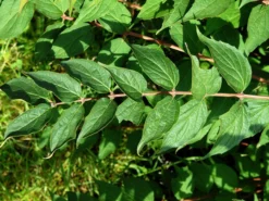 Kolkwitzia Amabilis, Kolkwitzie, Perlmuttstrauch -Juliana Verkäufe kolkwitzia amabilis 1280x1280