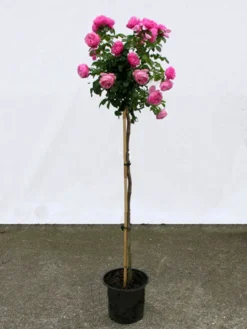 Rosen-Stämmchen Leonardo Da Vinci ® - Meilland -Juliana Verkäufe leonardo da vinci stamm 1280x1280