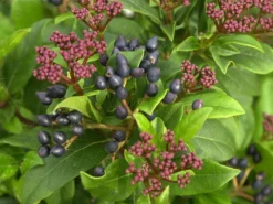 Viburnum Tinus, Lorbeer-Schneeball -Juliana Verkäufe lorbeer schneeball 1280x1280