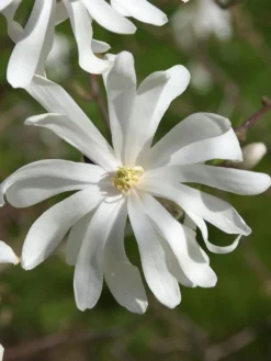 Magnolia Stellata 'Royal Star', Sternmagnolie