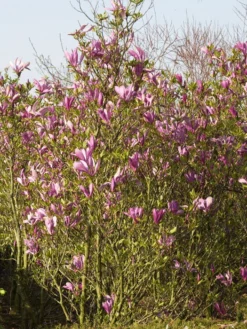 Magnolia Liliiflora 'Susan', Purpur-Magnolie