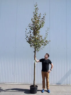 Malus Sargentii 'Rudolph', Zierapfel - Hochstamm -Juliana Verkäufe malus rudolph hochstamm 1280x1280