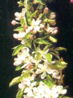 Säulenapfel 'Suncats' ® – Bild 2