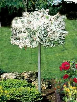 Malus 'Tina', Zierapfel - Stämmchen