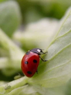 Titelseite 22 7-Punkt-Marienkäfer (Art.Nr. KB2016)