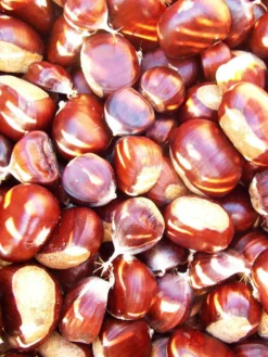 Esskastanie/Marone 'Bouche De Betizac'