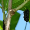 Morus Nigra, Schwarze Maulbeer