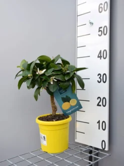 Zitronenbaum 'Meyerzitrone' - Lemon Time® -Juliana Verkäufe meyer zitrone klein 1 1280x1280