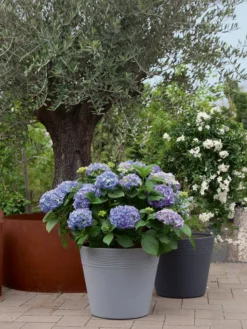 Pflanzkübel Napoli -Juliana Verkäufe napoli stimmung 1280x1280