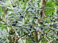 Olea Europaea, Olive -Juliana Verkäufe olea europaea pflanze5c1ca8668430a 1280x1280