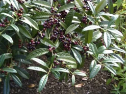 Prunus Laurocerasus 'Otto Luyken', Kirschlorbeer -Juliana Verkäufe otto luyken beeren 1280x1280