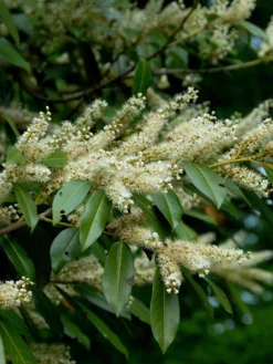 Prunus Laurocerasus 'Otto Luyken', Kirschlorbeer